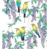 Maxwell & Williams Royal Botanic Gardens Victoria Garden Friends 50x70cm Tea Towel Rainbow Bee-Eater Print
